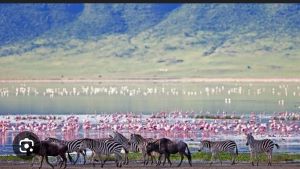 zebras and flamingos at ngorongoro